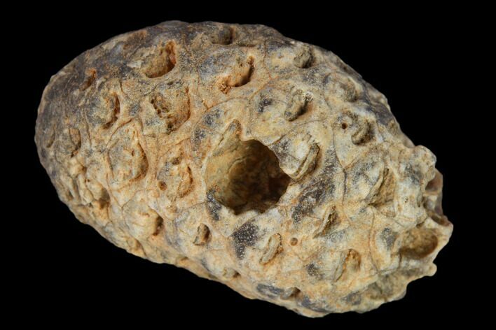 Agatized Seed Cone (Or Aggregate Fruit) - Morocco #133434